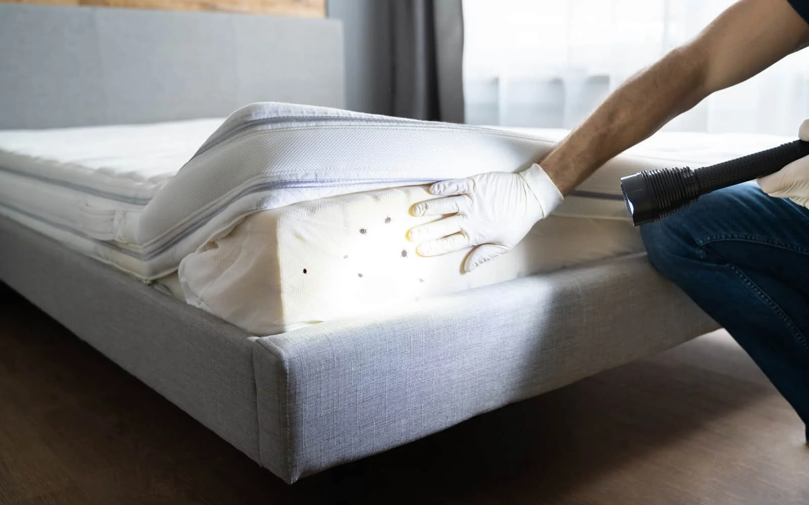Bed Bug Removal