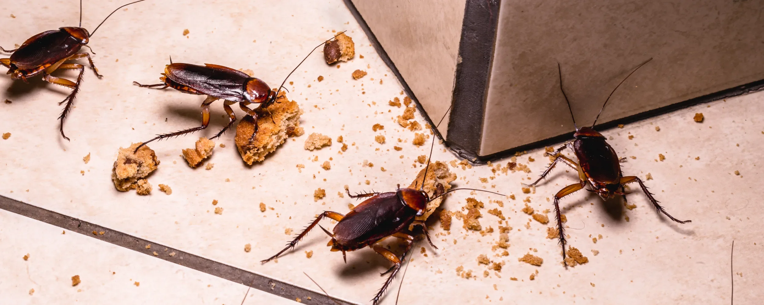 Cockroach Control