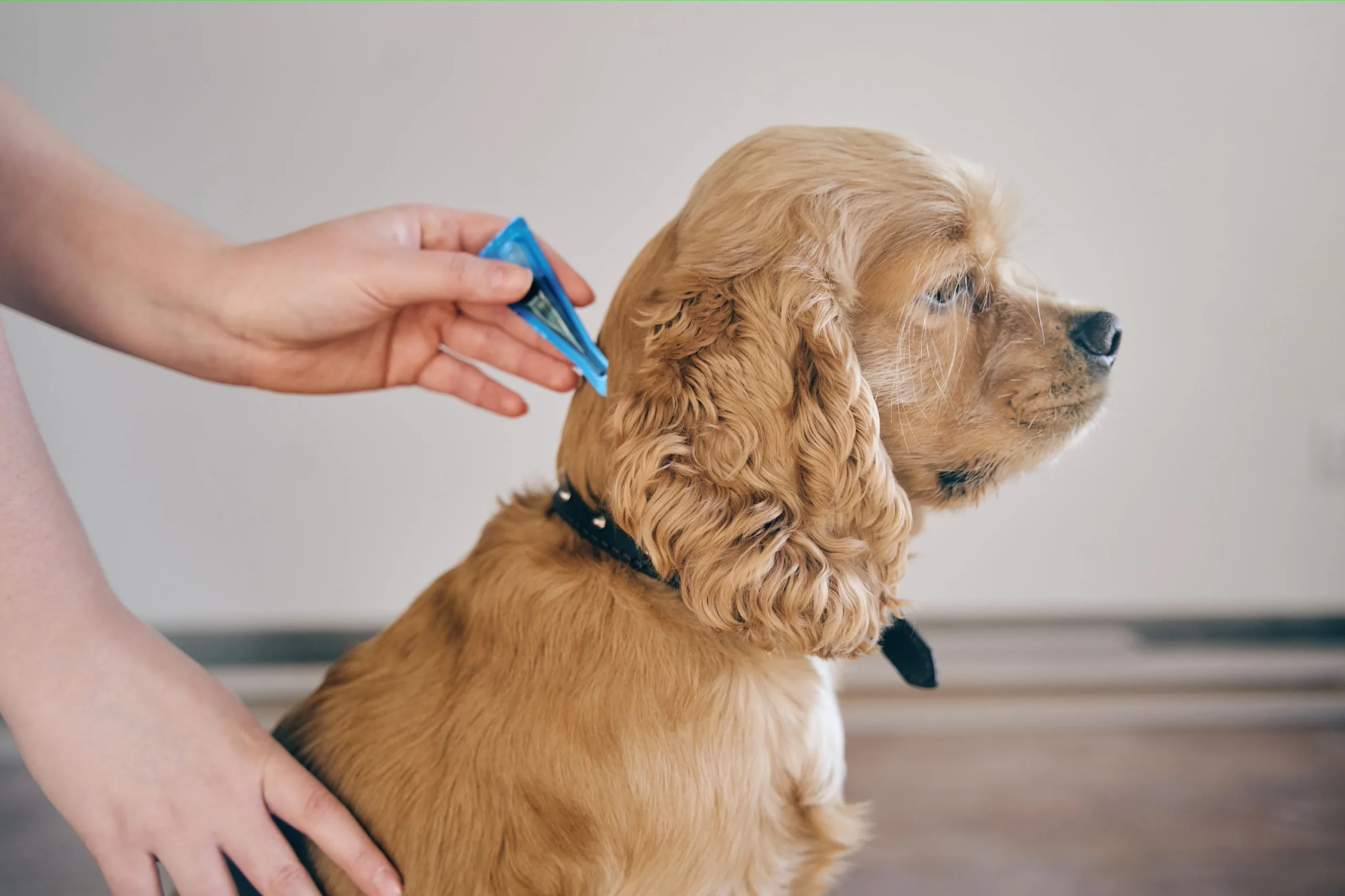 Flea Treatment