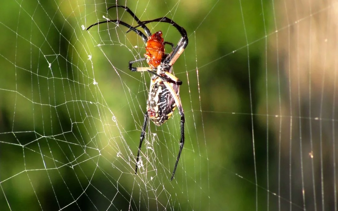 Spider Control