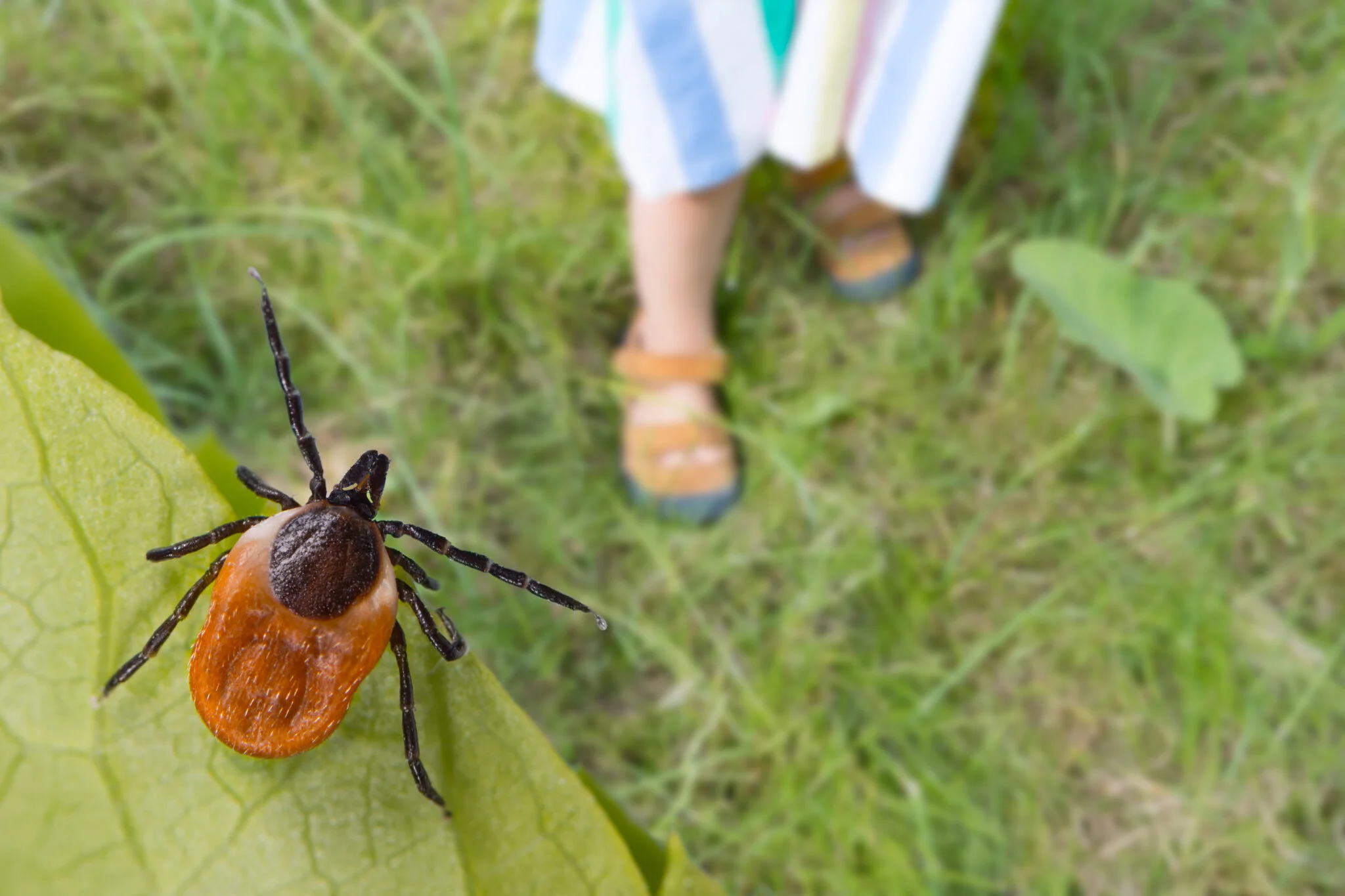 Tick Control