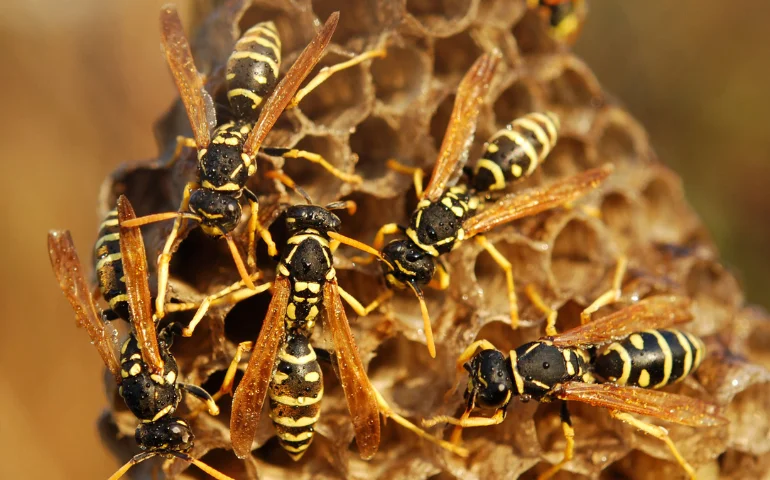 Wasp Control
